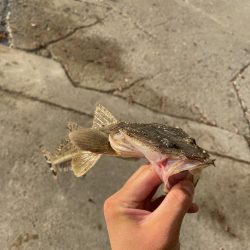 マゴチ好調！！！！