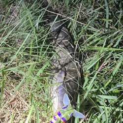 夜のナマズ釣り