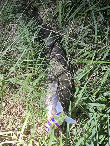 夜のナマズ釣り