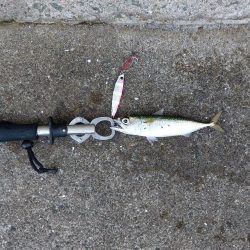 プチsalt water game