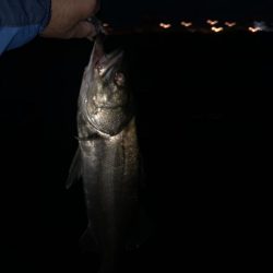 寒い　朝マズメ