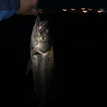 寒い　朝マズメ