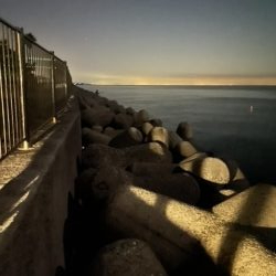 久しぶりの淡路島タチウオ