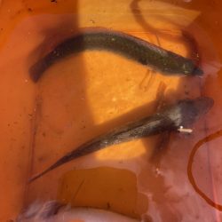 カレイ サイズUP v(^_^o)