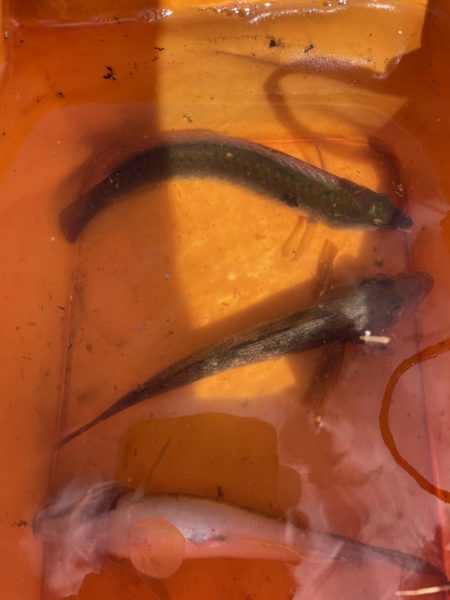 カレイ サイズUP v(^_^o)