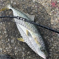 爆風湾岸ミノー