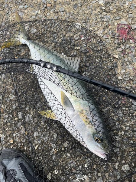 爆風湾岸ミノー