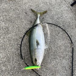 初ショアメジロ❗️ 南港リベンジャーズ