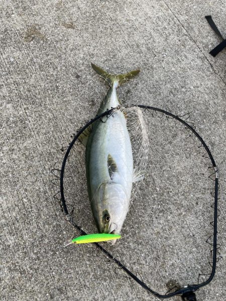 初ショアメジロ❗࿠…