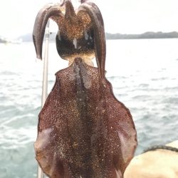 朝マズメのアオリイカ