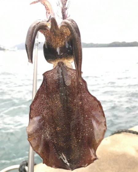 朝マズメのアオリイカ