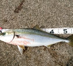 １ヶ月ぶりの青物