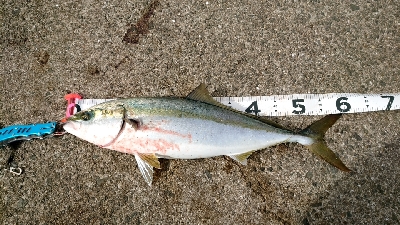 １ヶ月ぶりの青物