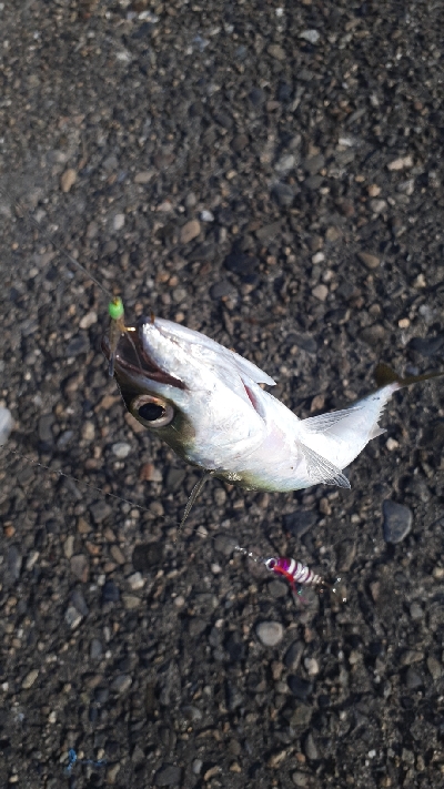 小アジ中アジがポツポツと安定の鯖