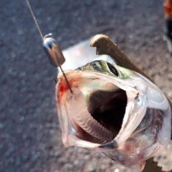 アジを求めて・・・サバ!