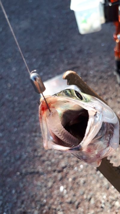 アジを求めて・・・サバ!