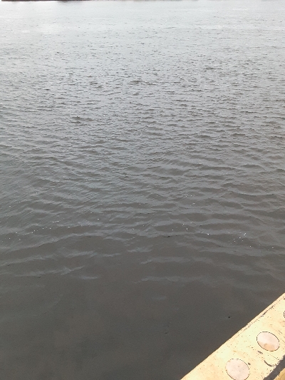 久々の釣果もサバのみ