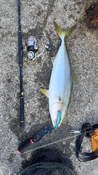 やっとメジッた！