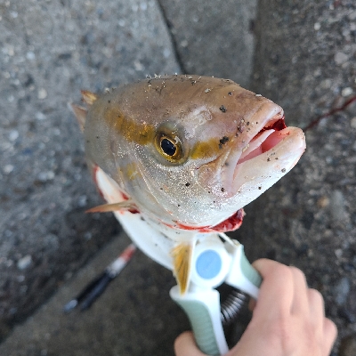 バラシばっかり