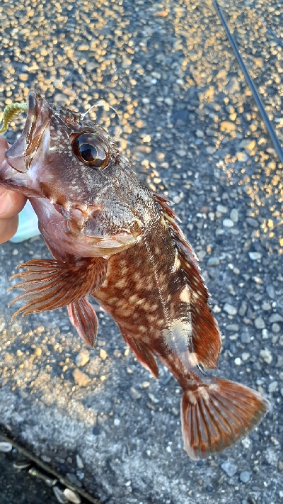 根魚回復傾向かな?