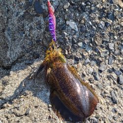 貝塚でエギング！