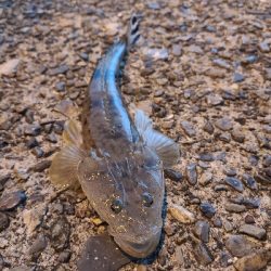 アジングは好調、ショアジギングは不調