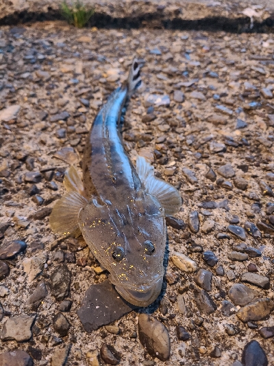 アジングは好調、ショアジギングは不調