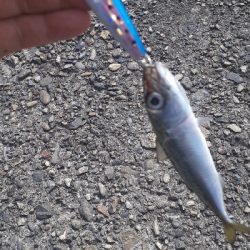 鳥山すごいんですが…