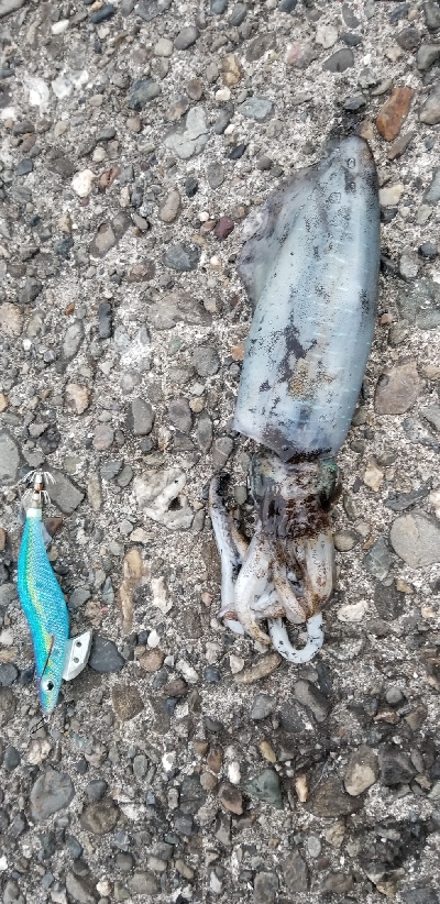 和歌山市内から由良までランガン