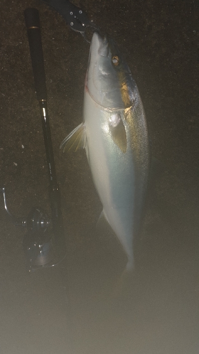 ハマチ～メジロたま～にサワラ