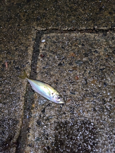 ナイトアジング