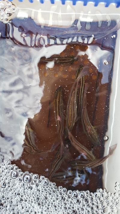 ヒラメが釣れました！