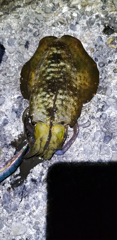 久しぶりの釣り場でエギング