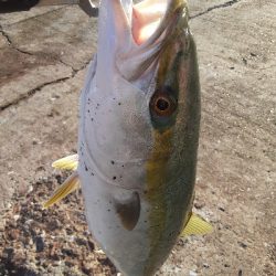 ノマセ釣りでメジロ