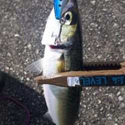 プラバイブ縛り