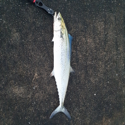 サゴシ～サワラ回ってます。