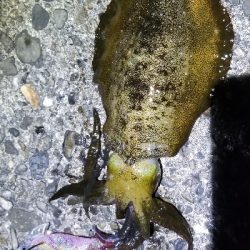 湯浅スタートで由良までランガン