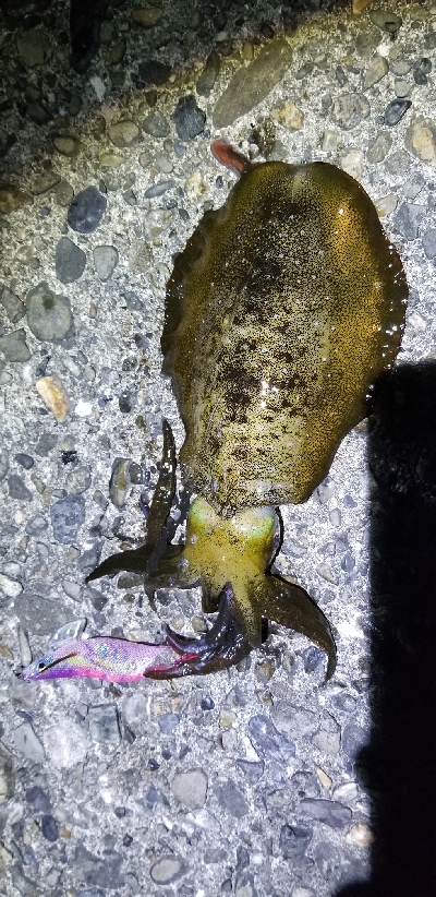 湯浅スタートで由良までランガン