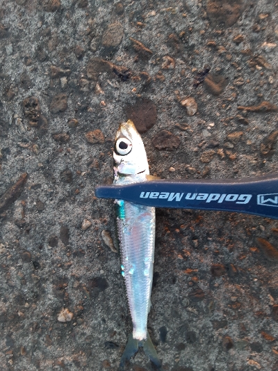 またメタルバイブでキビレ