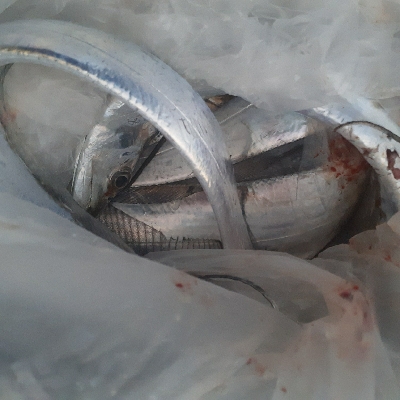 太刀魚好調です。