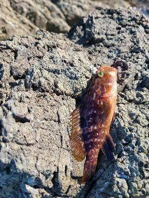 初サゴシとロッドの入魂