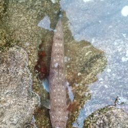 【緊急事態宣言終了】久しぶりの釣行