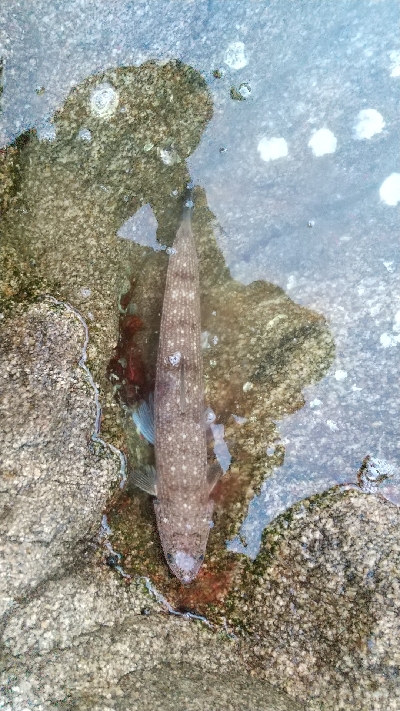 【緊急事態宣言終了】久しぶりの釣行