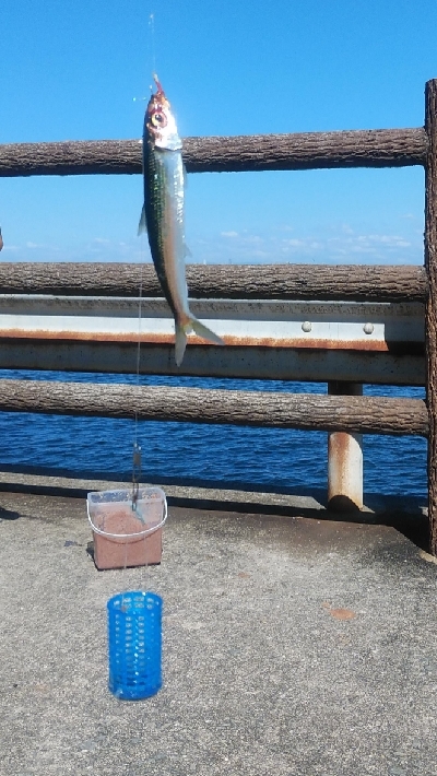 ファミリーサビキ