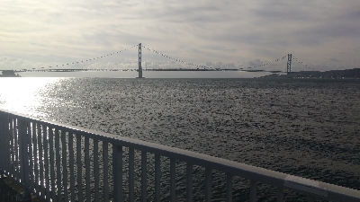 メジロ来ました！