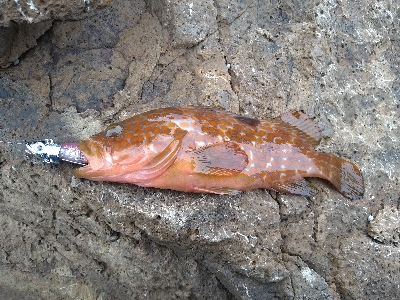 今シーズンラストエギング