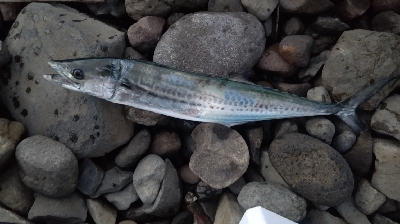 朝マズメのサゴシゲーム