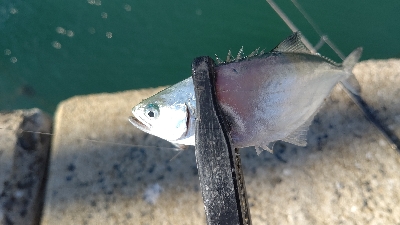 メッキと謎の魚