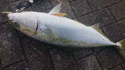 南港ショアジギ