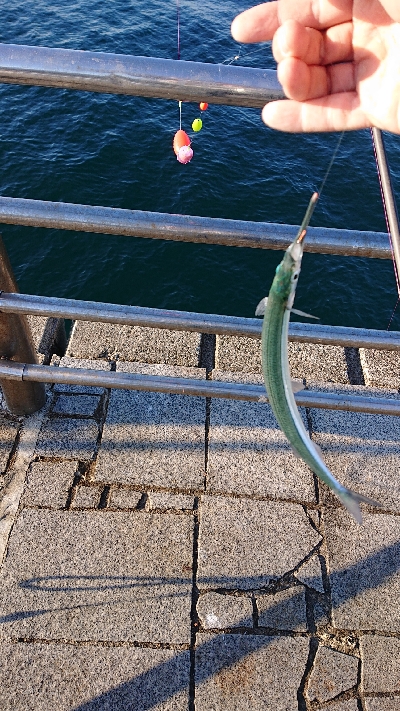 リベンジ達成でメジロ捕獲！